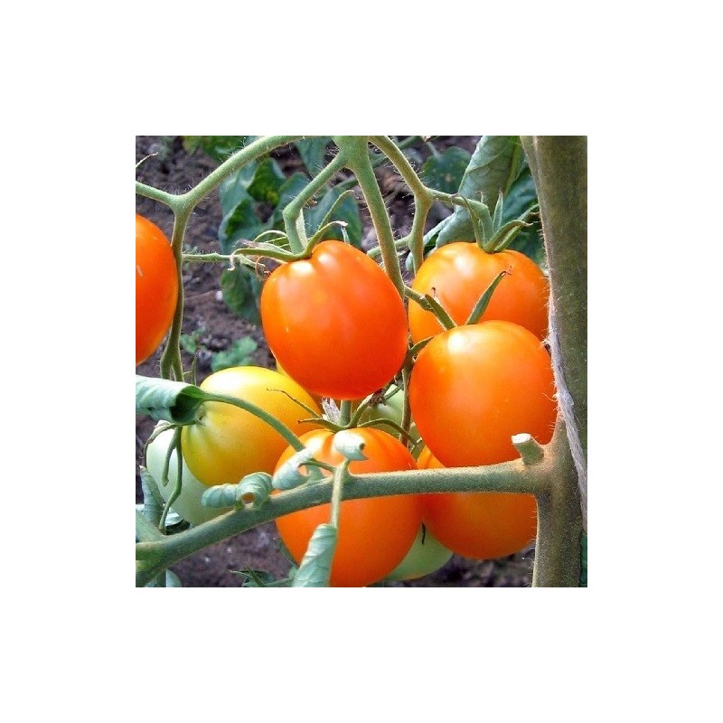 tomate  Auriga - semillas no tratadas