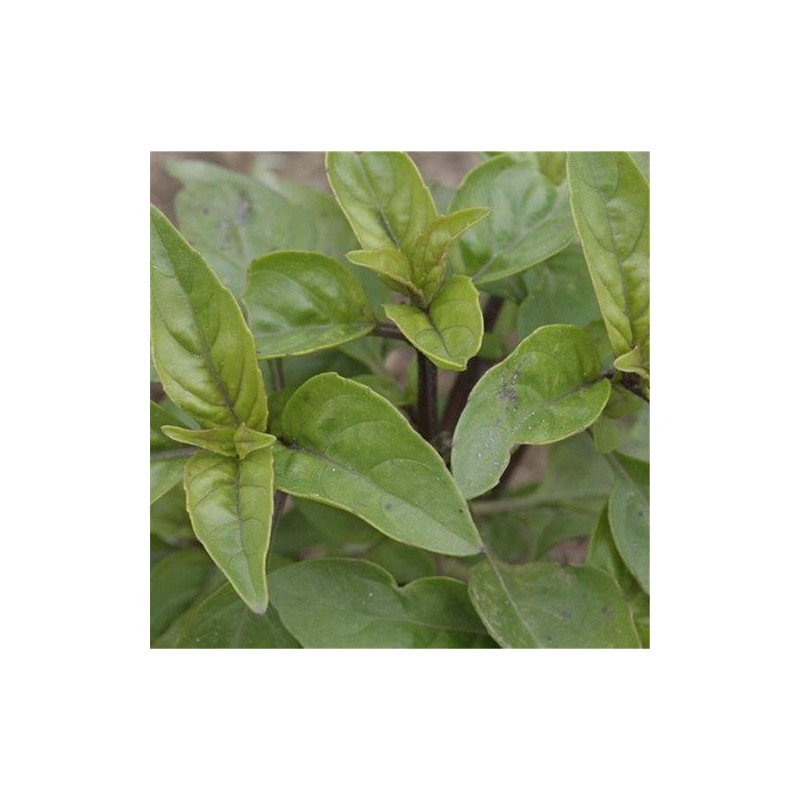 albahaca limon - semillas ecologicas