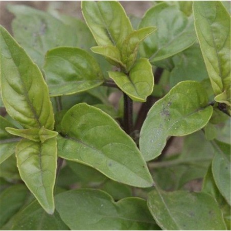 albahaca limon - semillas ecologicas