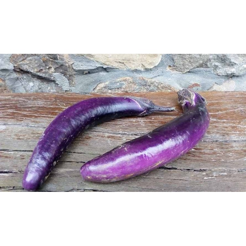 berenjena Ping Tung Long (semillas sin tratamiento)