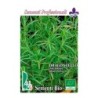estragÃ³n (artemisia dracunculus) - semillas ecologicas