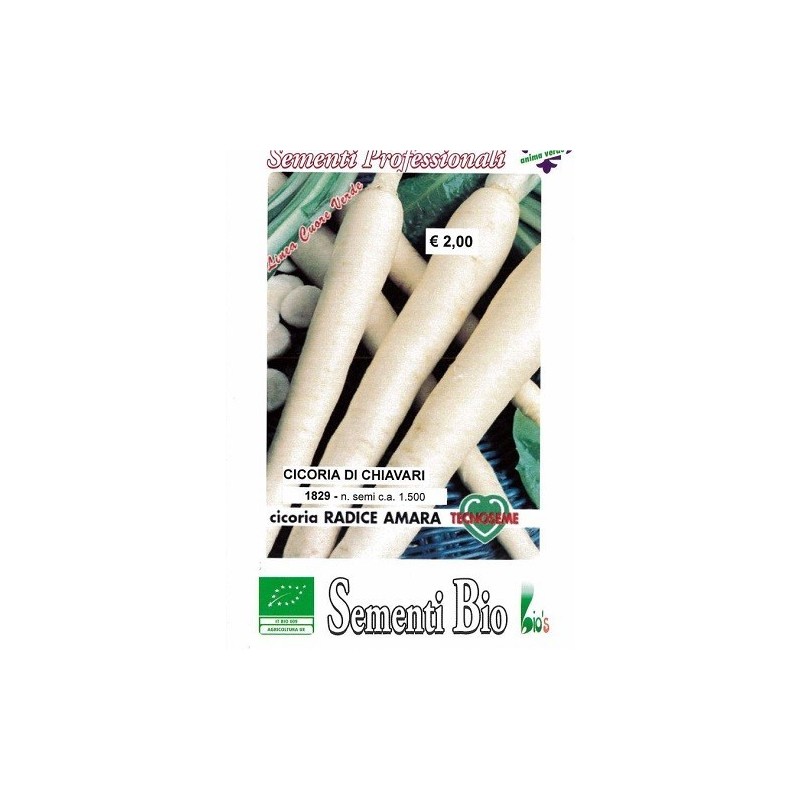 achicoria de raiz semillas ecologicas