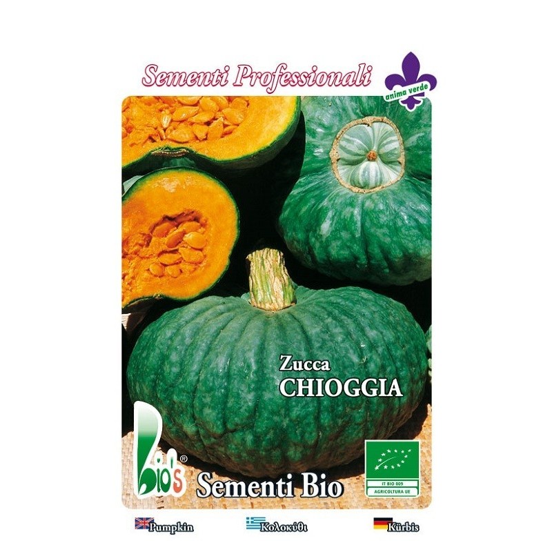 calabaza Marina di Chioggia - semillas ecologicas