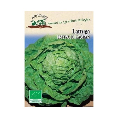 lechuga kagraner sommer 2 - semillas ecologicas