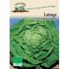 lechuga kagraner sommer 2 - semillas ecologicas