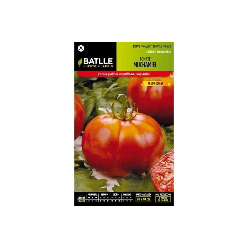 tomate Muchamiel