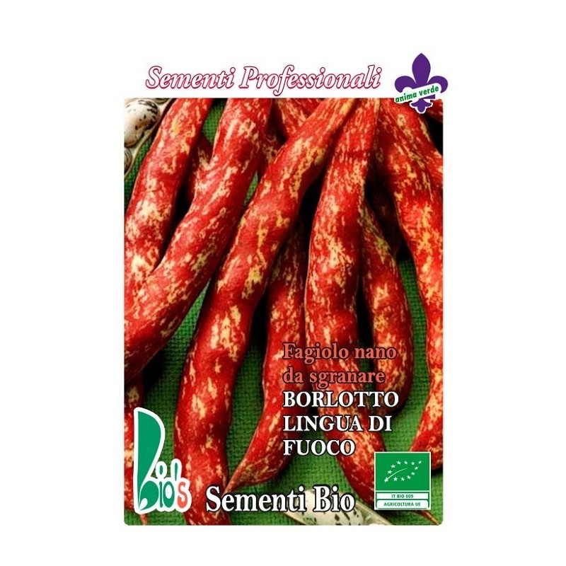 judia borlotto lengua de fuego - mata baja - semillas ecolÃ³gicas