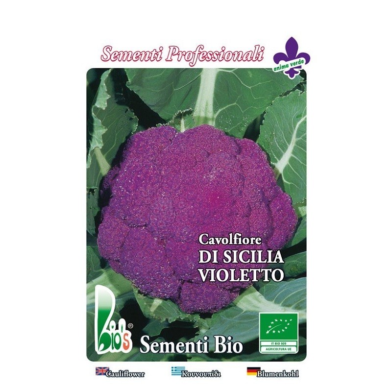 coliflor violeta de Sicilia - semillas ecologicas