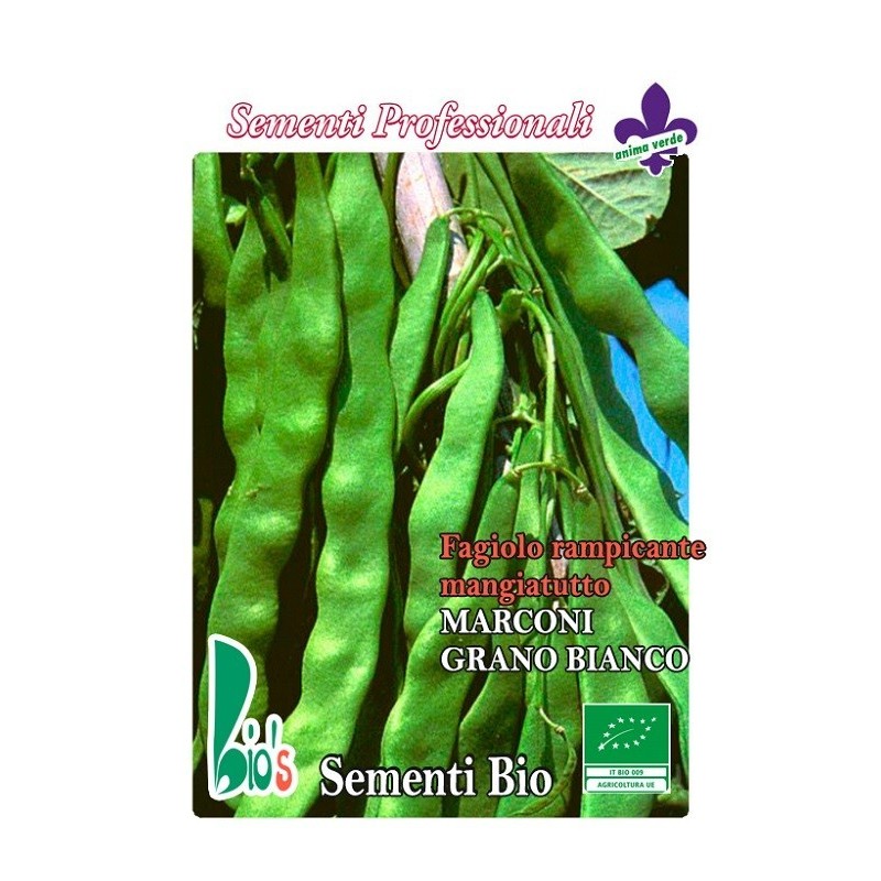 judia marconi de enrame grano blanco (semillas ecologicas)