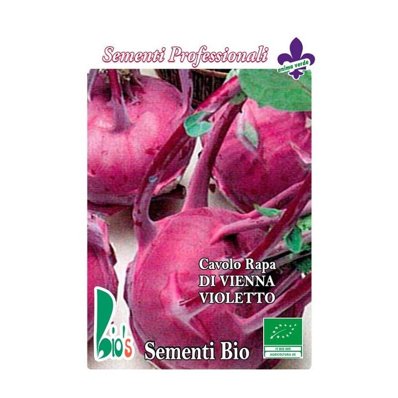 colinabo morado - semillas ecologicas