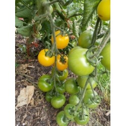 tomate yellow perfection (semillas ecologicas)