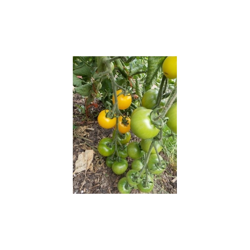 tomate yellow perfection (semillas ecologicas)