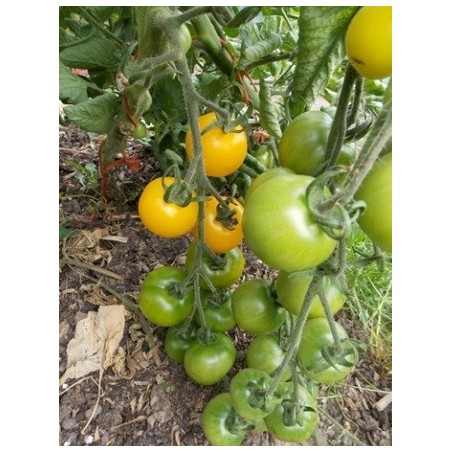 tomate yellow perfection (semillas ecologicas)
