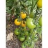 tomate yellow perfection (semillas ecologicas)