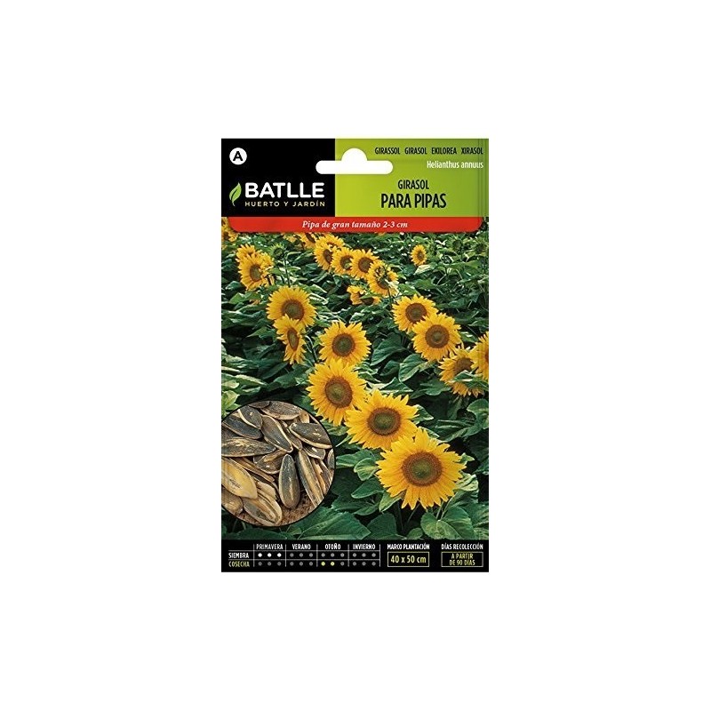 girasol para pipas