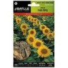 girasol para pipas