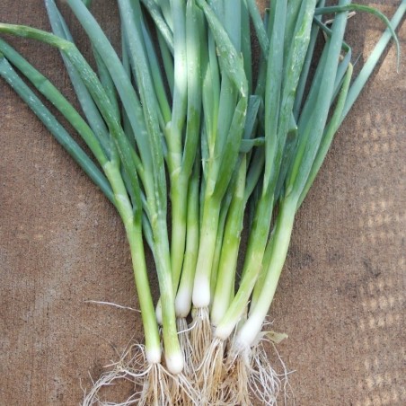 cebolla welsh White (Allium fistulosum) sin tratar