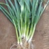 cebolla welsh White (Allium fistulosum) sin tratar