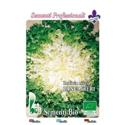 escarola rizada pancalieri - semillas ecologicas