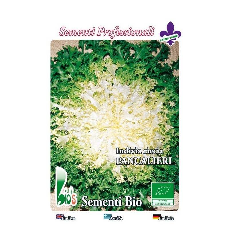 escarola rizada pancalieri - semillas ecologicas