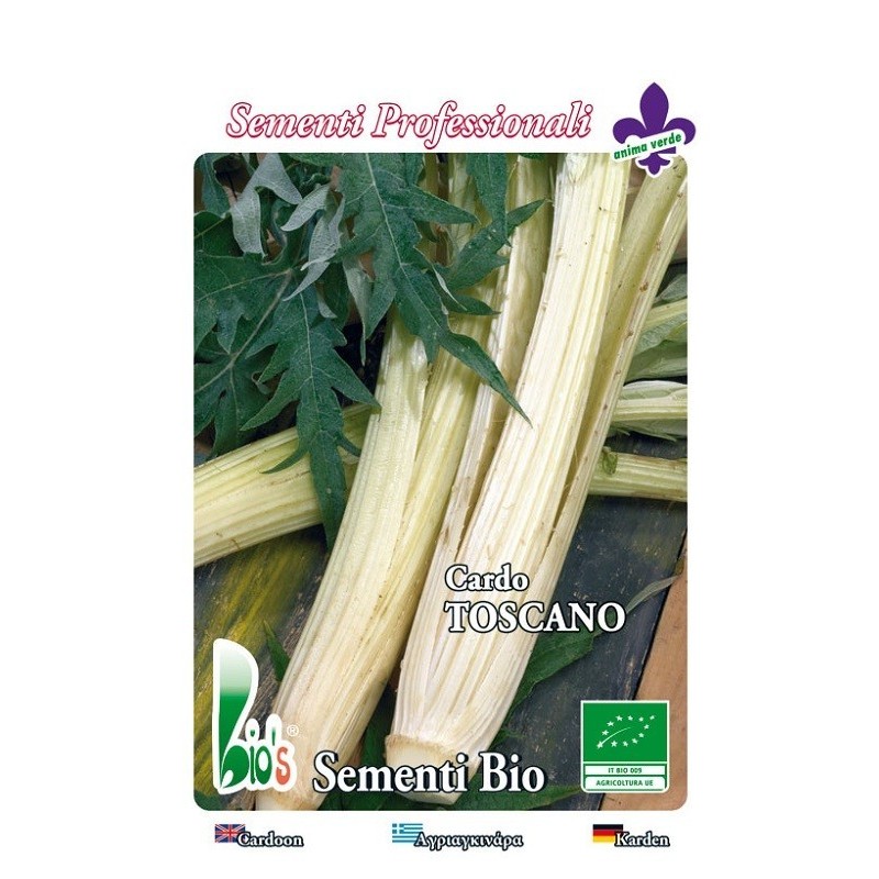 cardo blanco gigante de la Toscana - semillas ecologicas