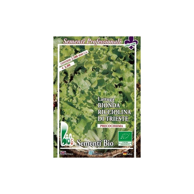 lechuga ricciolina di Trieste semillas ecologicas
