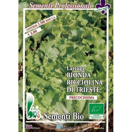 lechuga ricciolina di Trieste semillas ecologicas