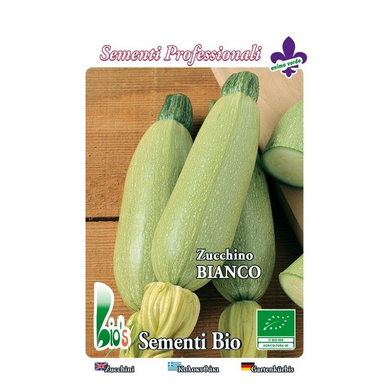 calabacin blanco de trieste - semillas ecologicas