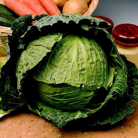 Col Repollo Derby Day