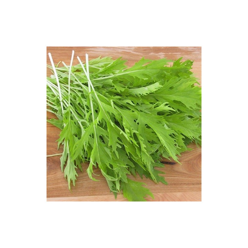 col china mizuna- semillas no tratadas