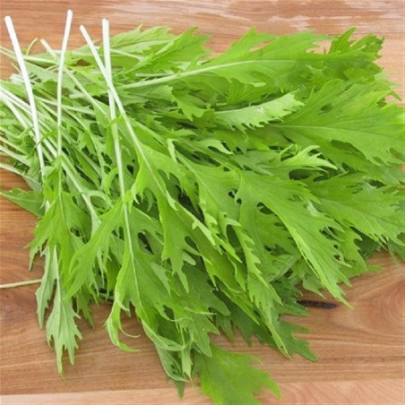 col china mizuna- semillas no tratadas