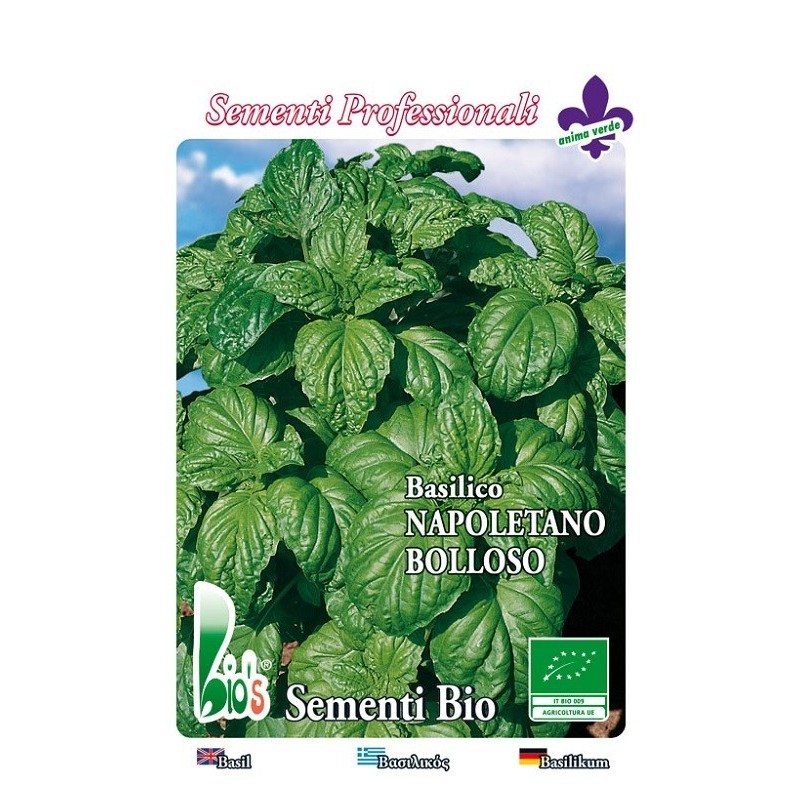 albahaca hoja de lechuga - semillas ecologicas