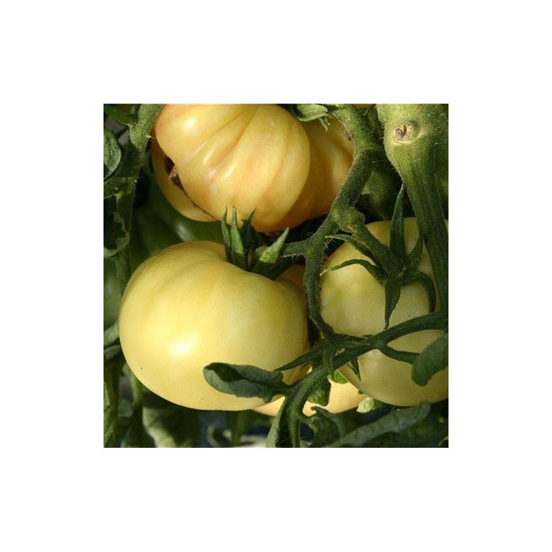 tomate  maravilla blanca - semillas ecologicas