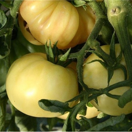 tomate  maravilla blanca - semillas ecologicas