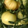 tomate  maravilla blanca - semillas ecologicas