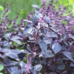 albahaca purpura osmin- semillas ecologicas