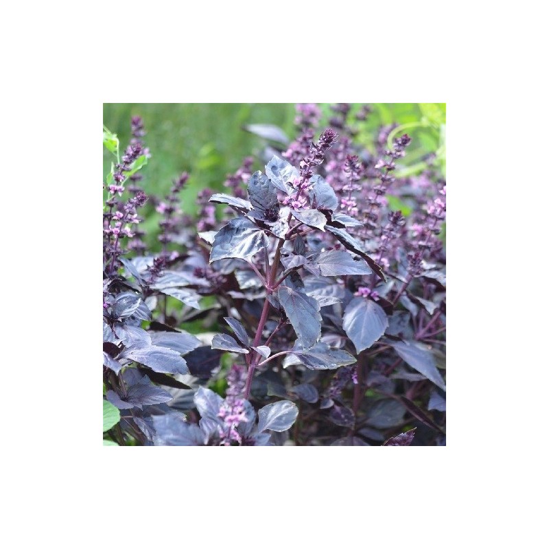 albahaca purpura osmin- semillas ecologicas