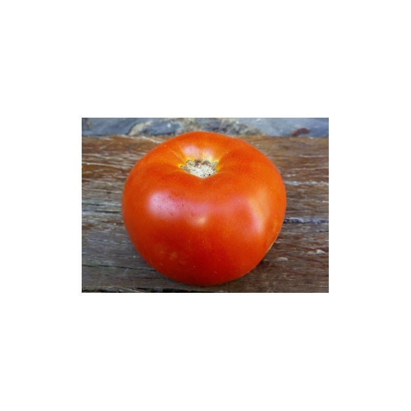 tomate akerÂ´s west virginia