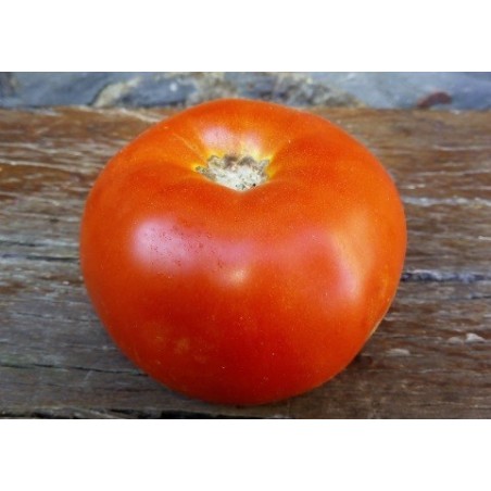 tomate akerÂ´s west virginia