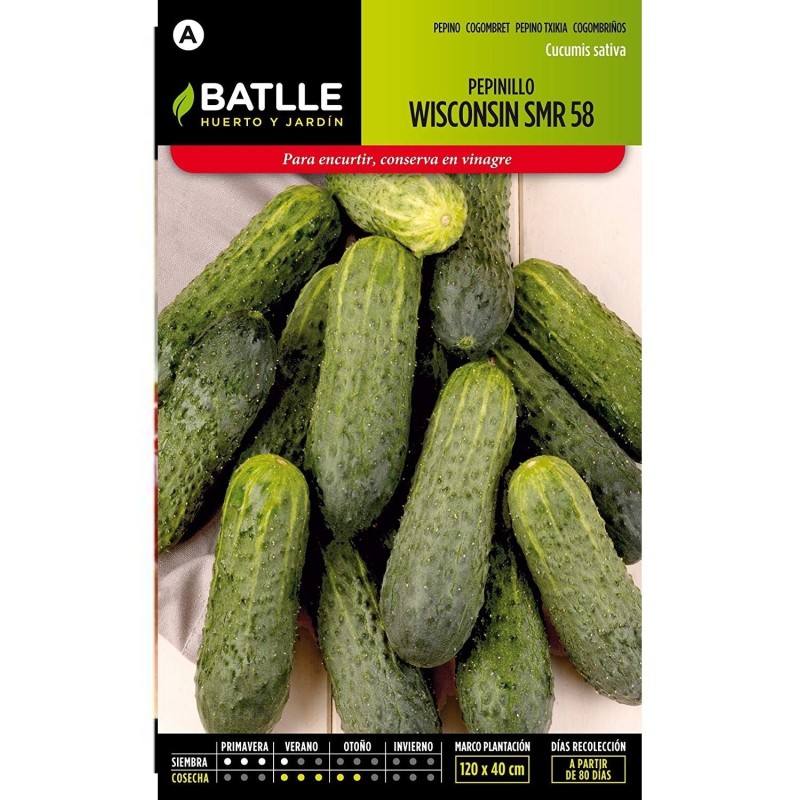 pepinillo de encurtir wisconsin SMR 58