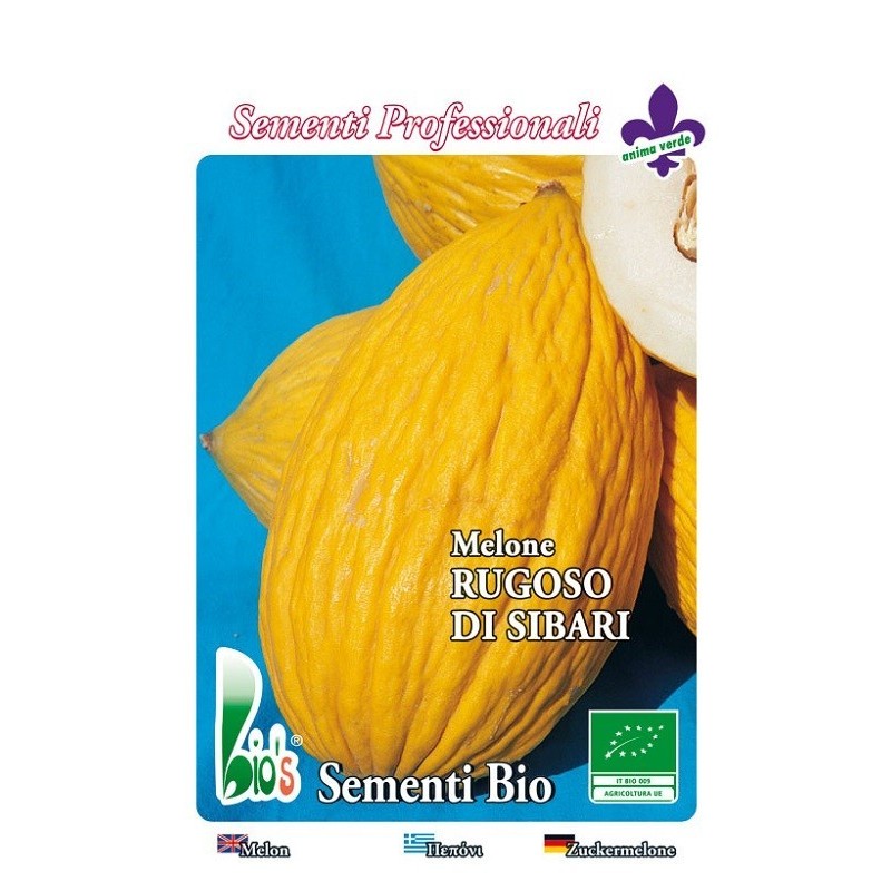 melon amarillo rugoso napolitano (semillas ecologicas)