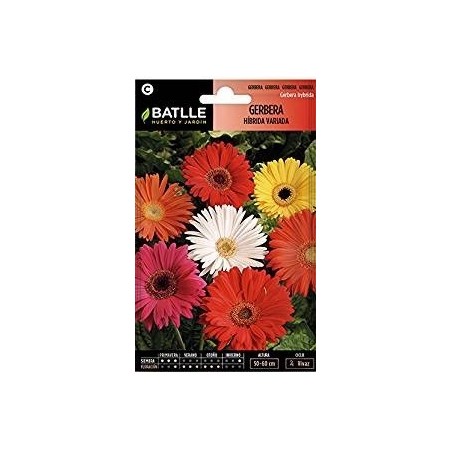 Gerbera hibrida
