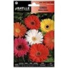 Gerbera hibrida