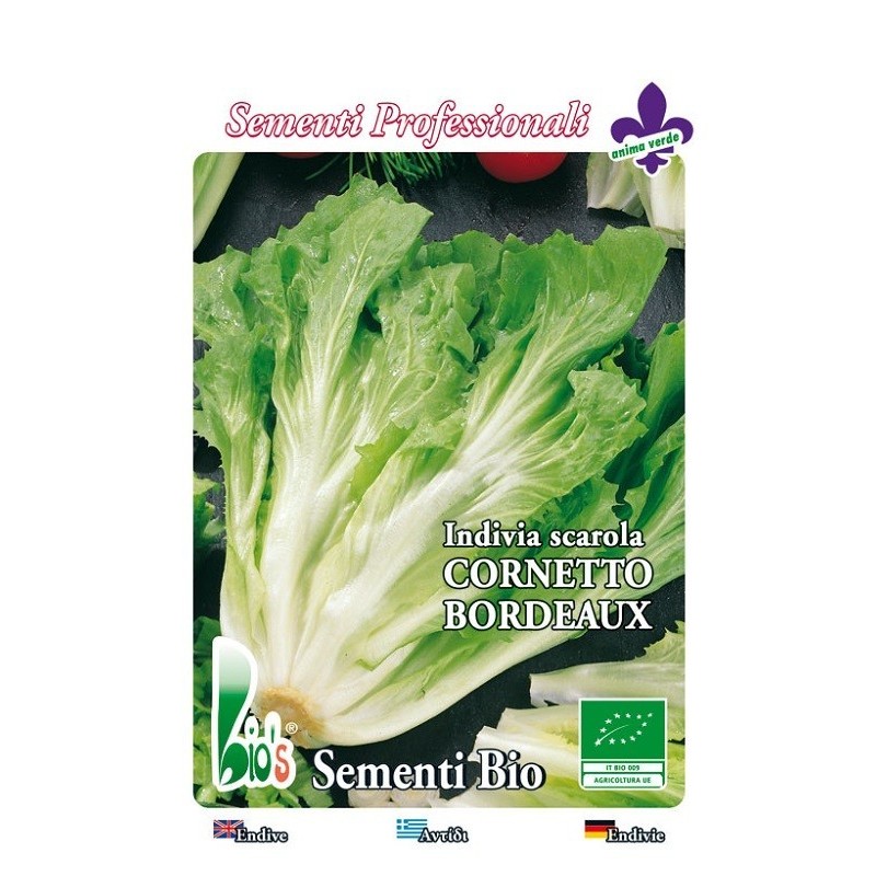 escarola corneta de Burdeos - semillas ecologicas