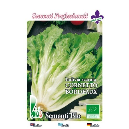 escarola corneta de Burdeos - semillas ecologicas