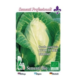 repollo corazon de buey - semillas ecologicas
