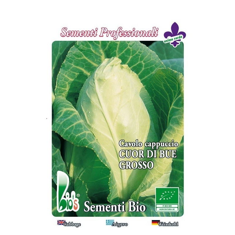 repollo corazon de buey - semillas ecologicas
