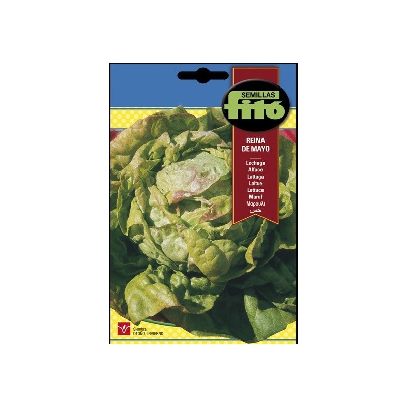 lechuga reina de mayo