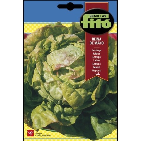 lechuga reina de mayo