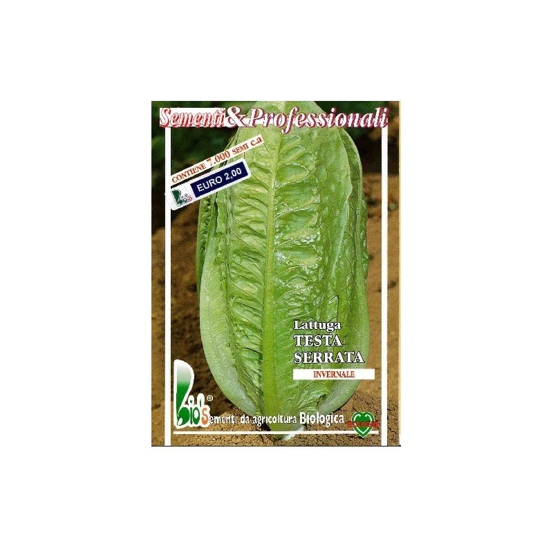 lechuga Romana verde de invierno semillas ecologicas